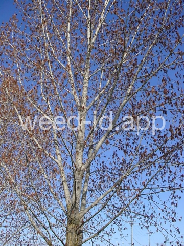 cottonwood, plains